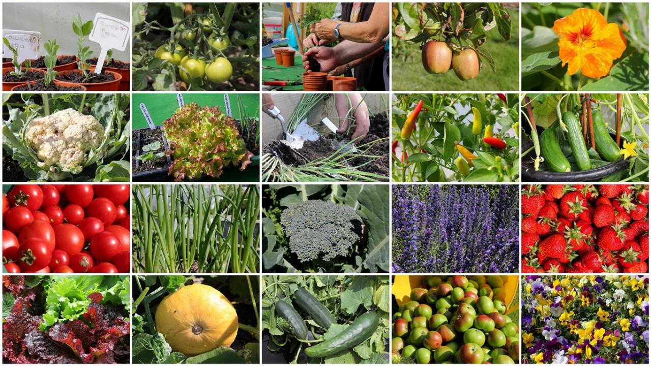 10 jenis tanaman hortikultura
