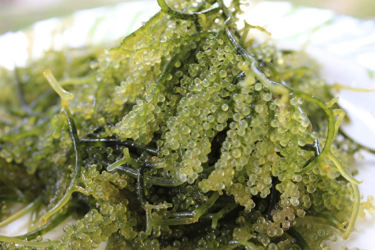 Seaweed numerous