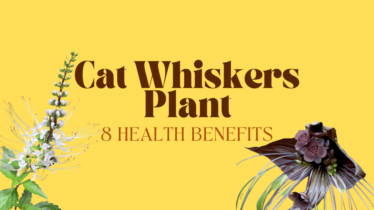 Khasiat daun kumis kucing untuk kesehatan