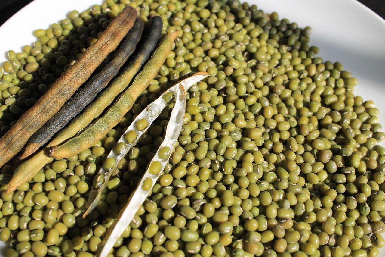 Bean beans seed green seedling
