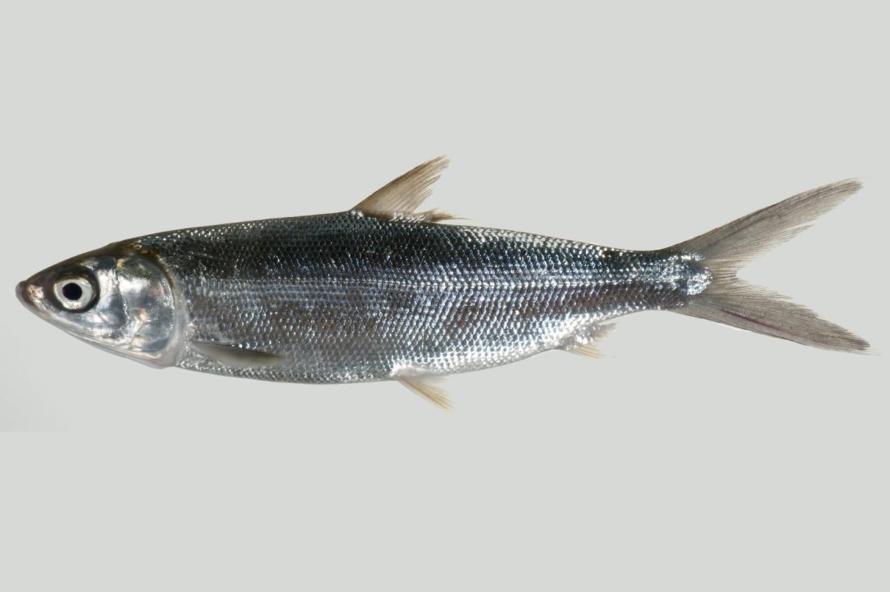 Deboned milkfish smoked 500g