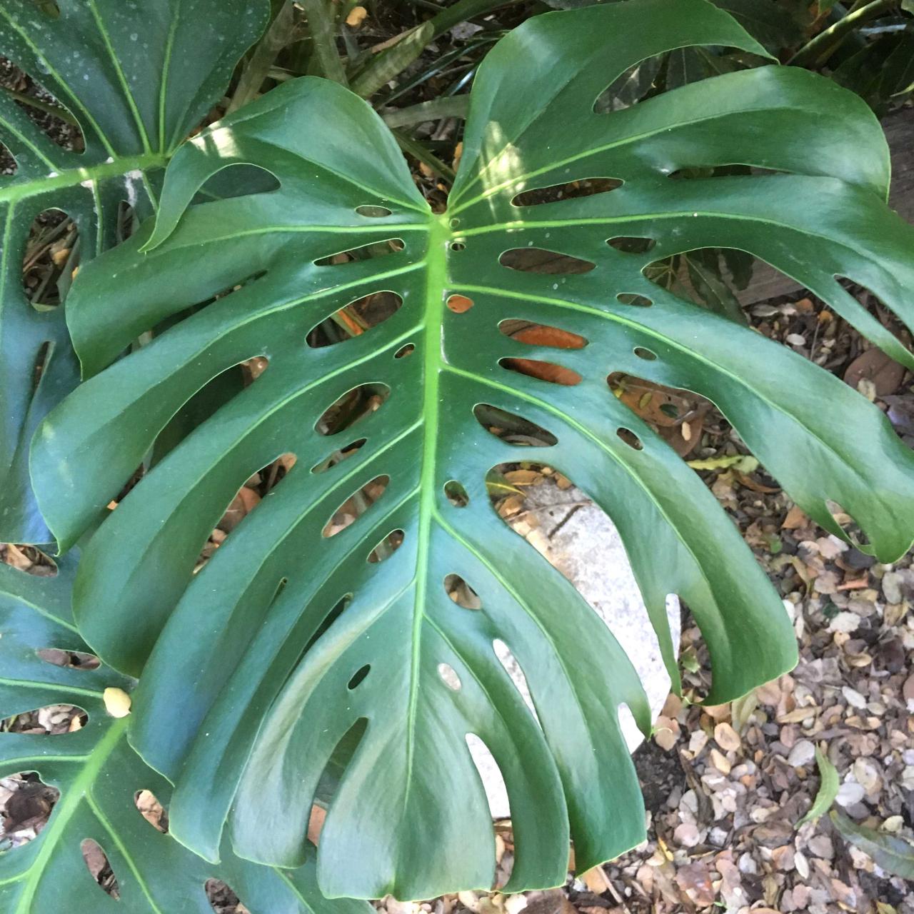 Monstera deliciosa philodendron leaf 2nd plant