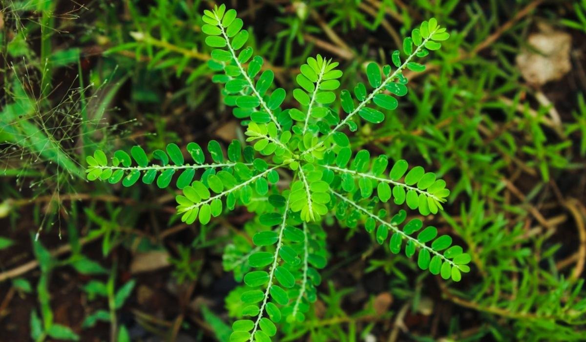 Phyllanthus niruri hepatitis medicinal beneath