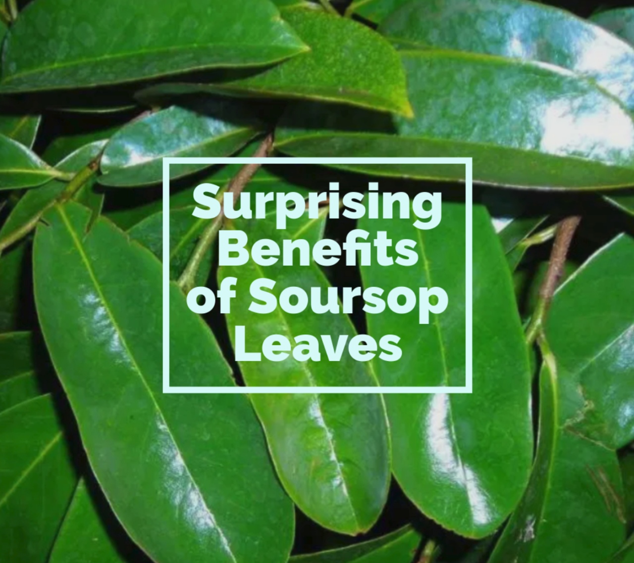 Soursop benefits tea leaf health