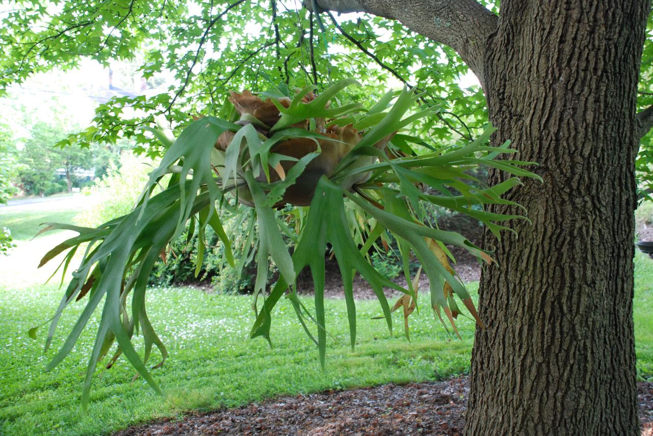 Platycerium staghorn elkhorn houseplants conditions spruce krystal slagle thespruce
