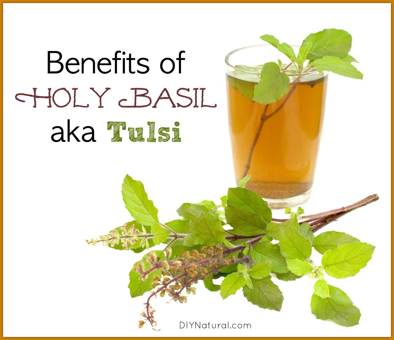 Tulsi benefits basil holy amazing health clearing wonders cough do stylenrich