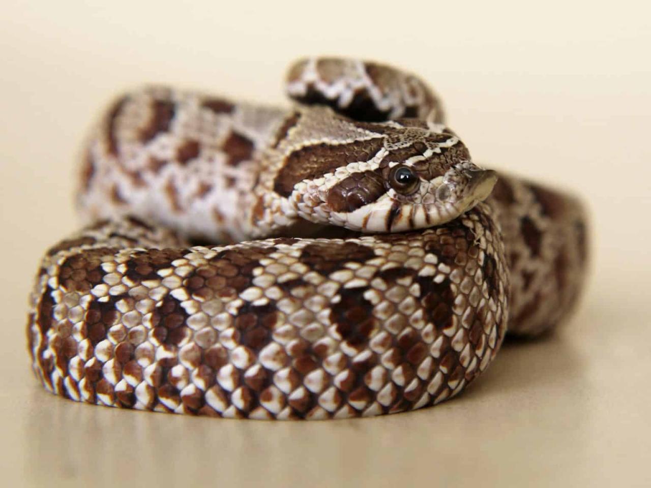 Copperhead snake carolina north rat vs venomous live found contortrix agkistrodon characteristics myths debunking yard should let why large wunc