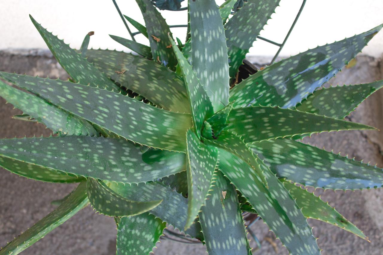 Aloe medicinal identify