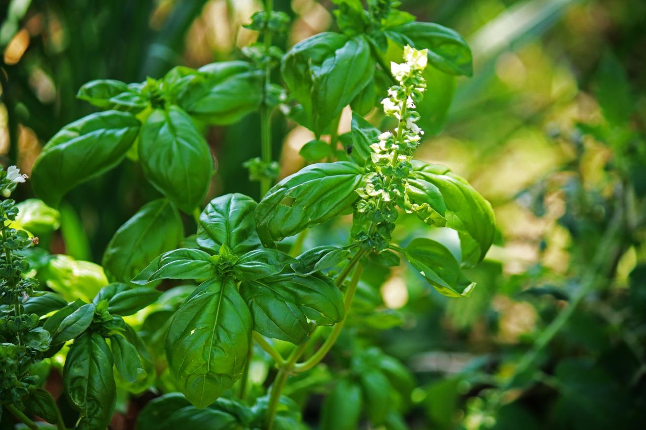 Basil recommendations