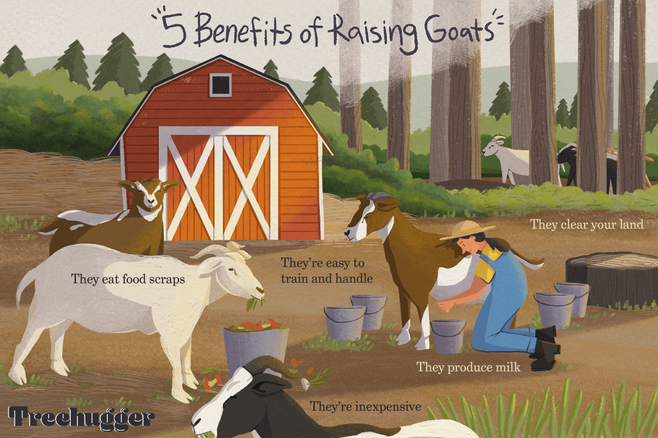 Domesticated worldatlas goats