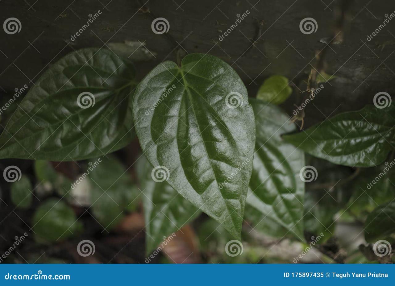 Betel leaf chewing leaves cancer benefits pan farming fight help may tender india uses guide agrifarming kumar ist rajendra updated