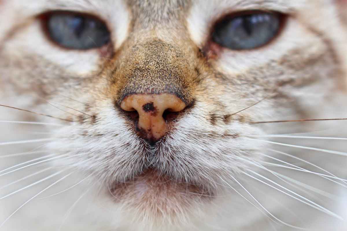 Apa manfaat daun kumis kucing dan efek sampingnya