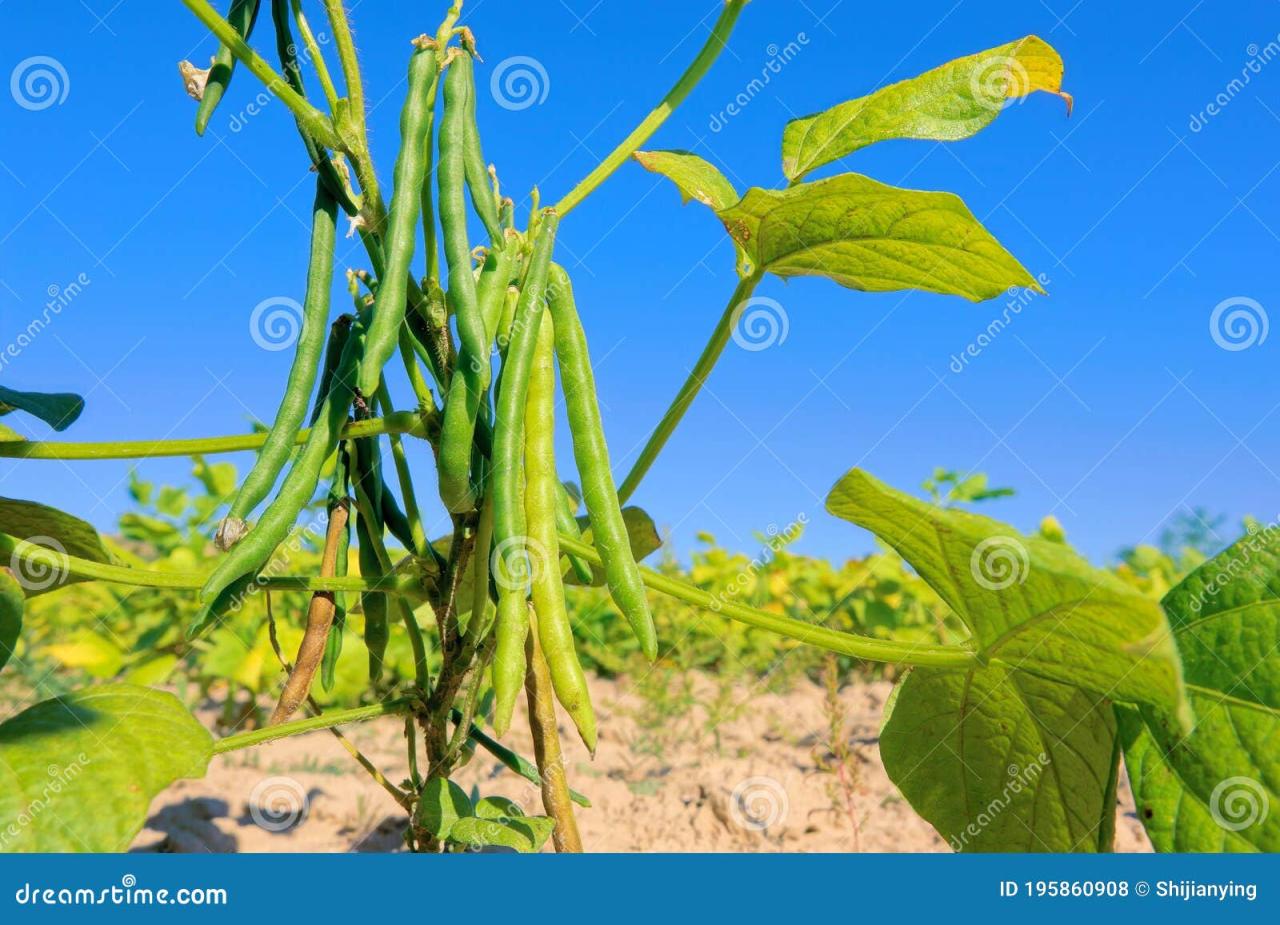 Bean mung plant harvest