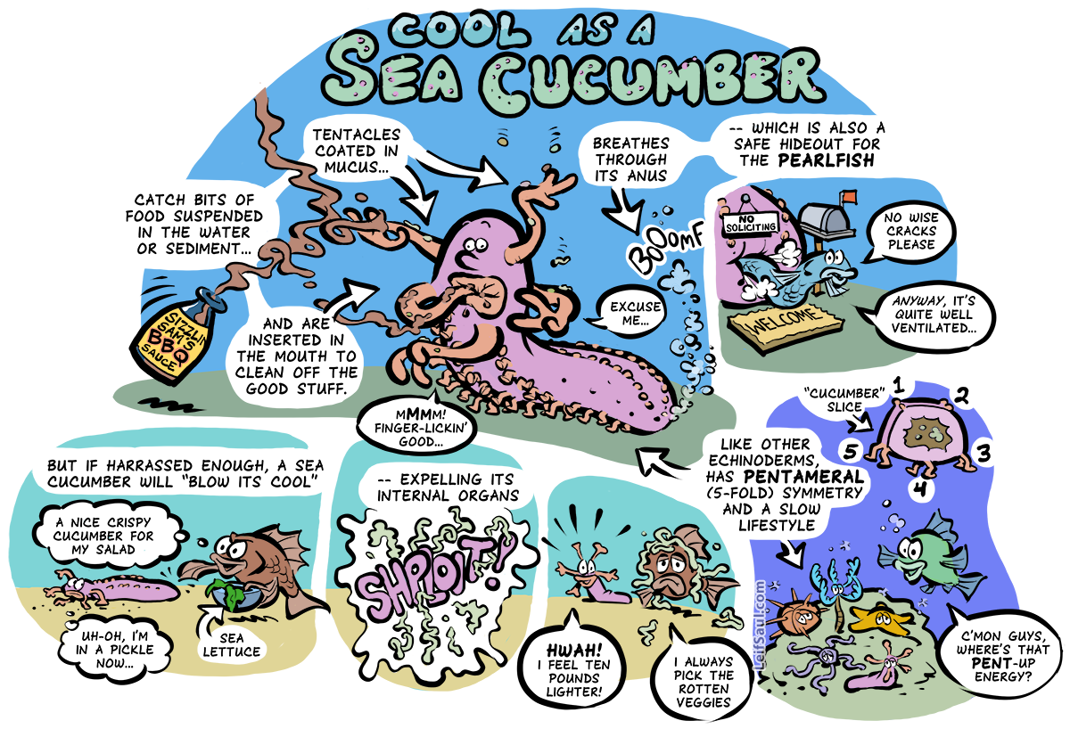 Sea benefit cucumbers functional medicinal effects health