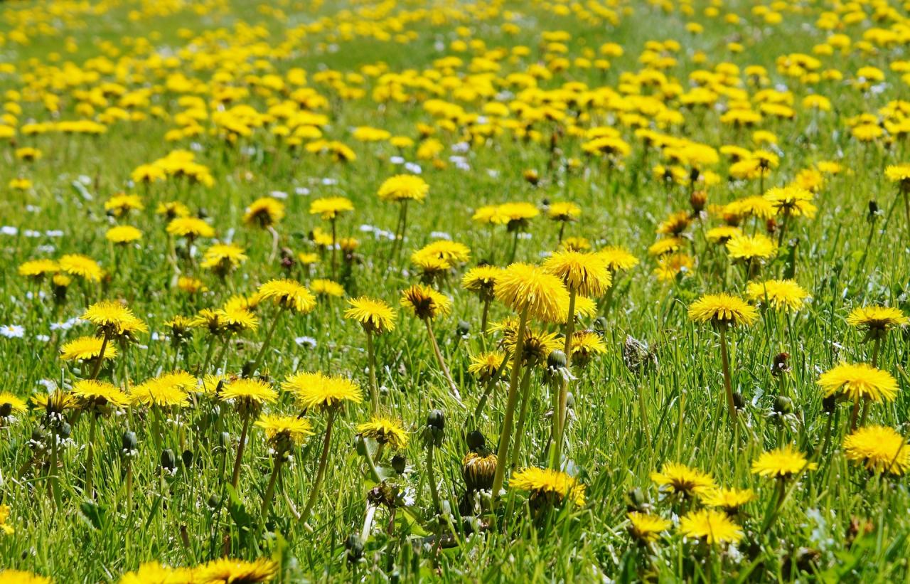 Dandelion bitter flowers flower edible field dandelions plants plant recipes bloom yellow meadow herbs healing almanac wild weed pickpik coaching