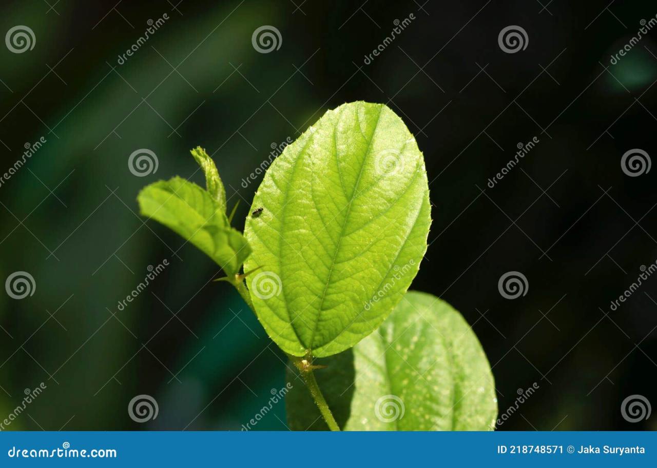 Bidara fruit usefulness healty herbal leaves