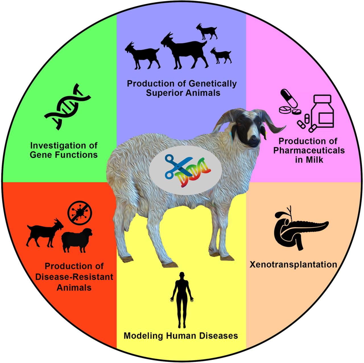 Apa manfaat kambing bagi manusia