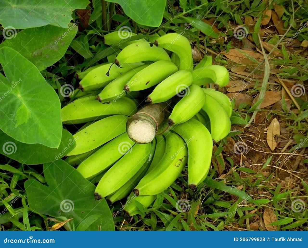 Bananas bannana visit