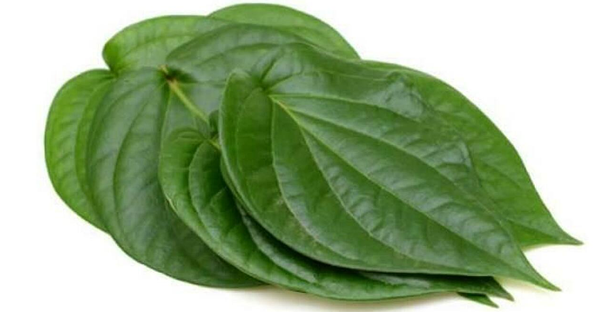 Leaf betel paan vine its