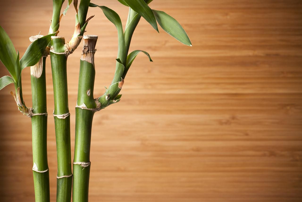 Lucky bamboo luck plants good