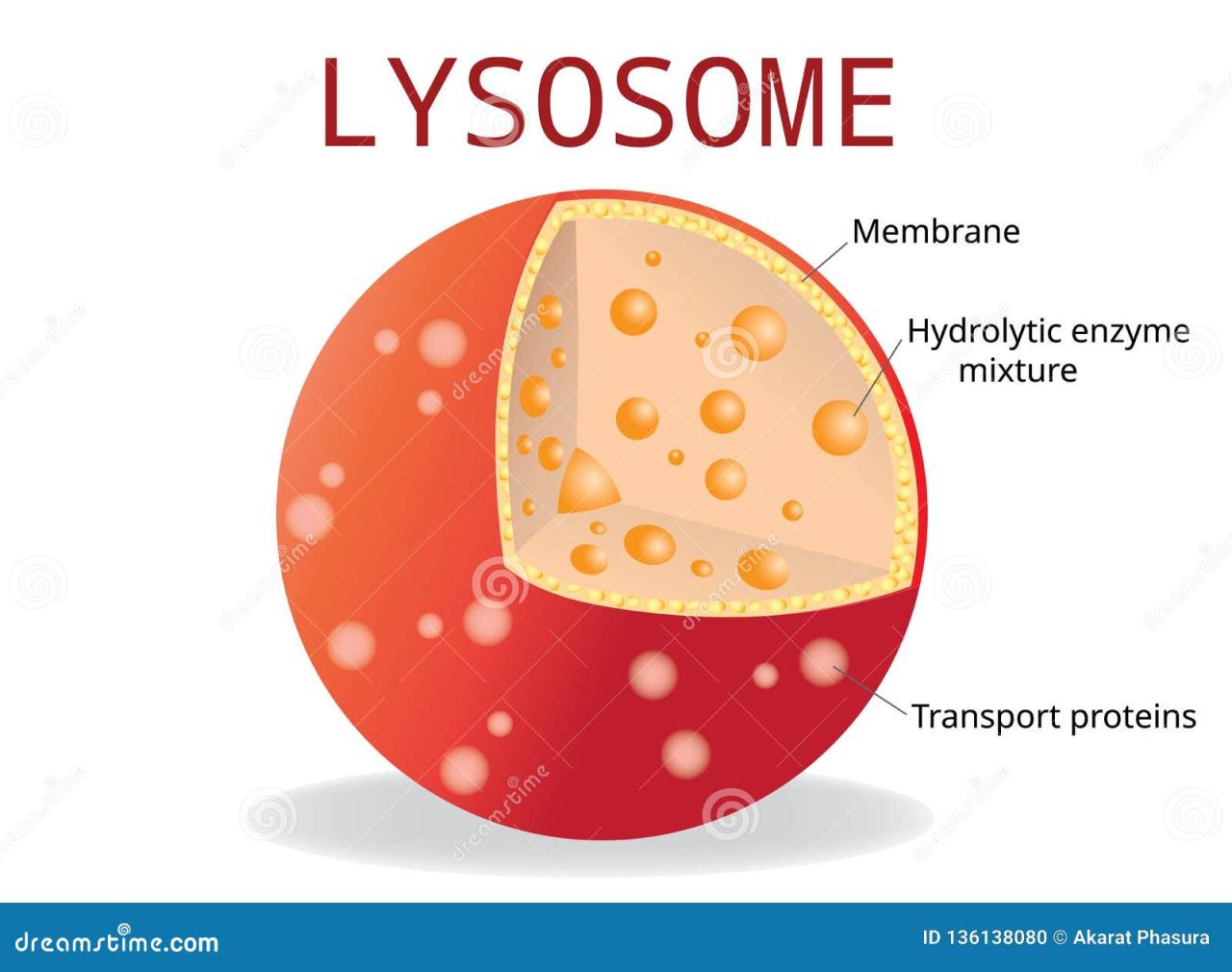 Lisosom pada sel hewan
