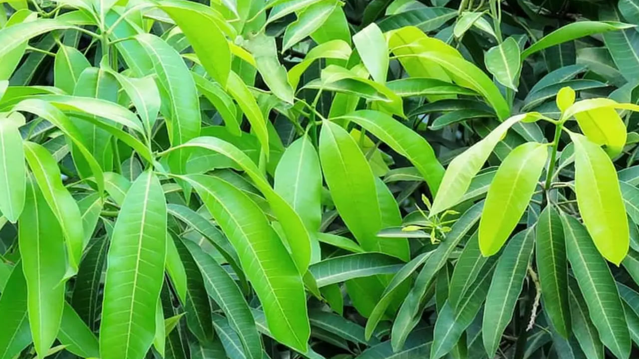 Mango leaves benefits uses health medicinal nutritional value