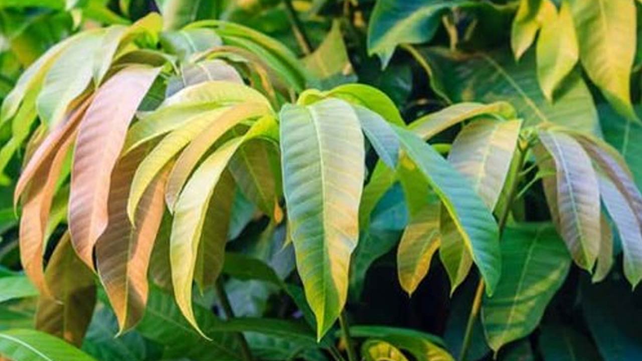 Mango leaves tea benefits health leaf fresh diabetes remedies choose board treat