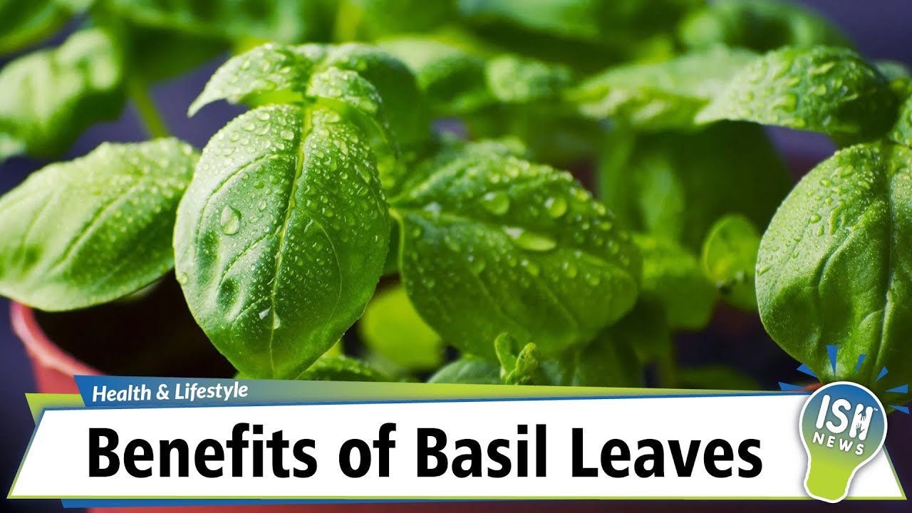 Basil leaves benefits uses skin medicinal effects side its