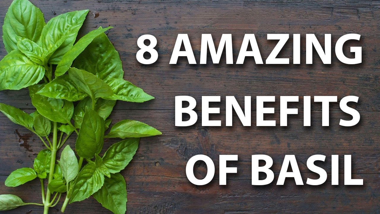 Basil benefits leaf mama wellness herb uses wellnessmama