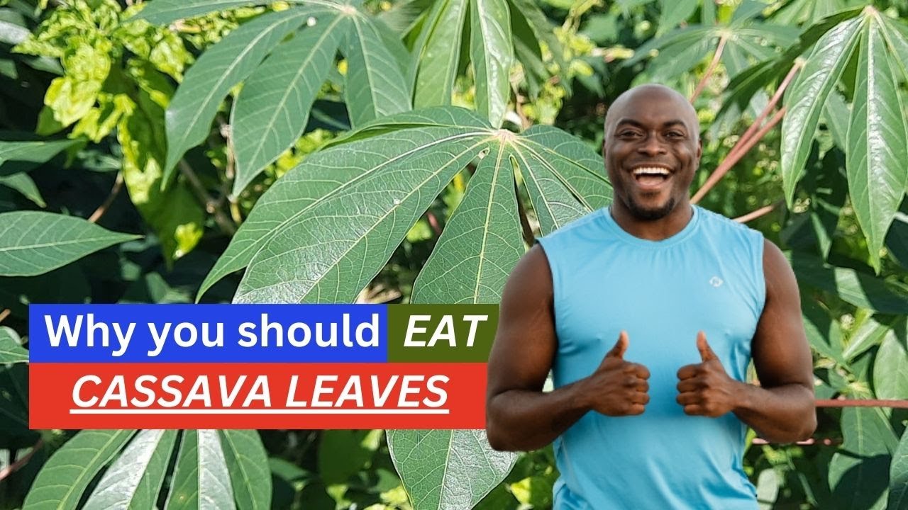 Cassava leaves benefits medicines healthy food anointing stew usually sauteed mothers vegetable process found also