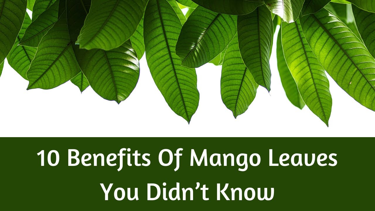 Mango benefits mangos