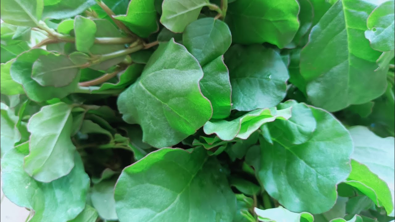 Saga radish mula odisha ingredients delicious kitchen recipe leaf leaves