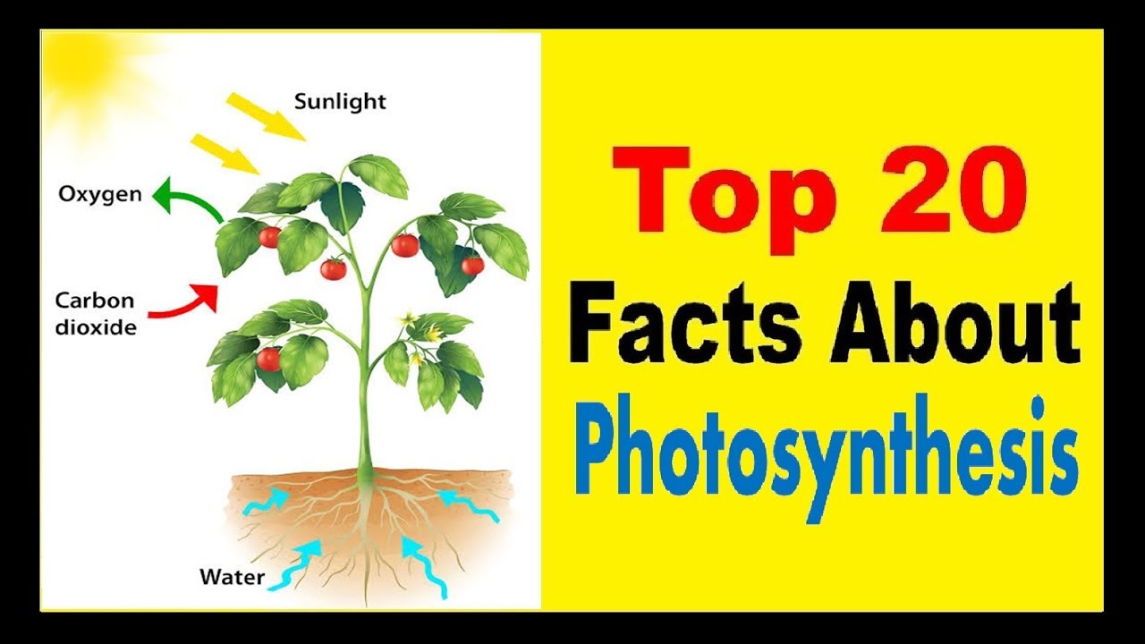Photosynthesis facts