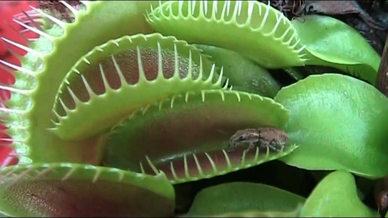 Venus trap flytrap bogdan lazar gardeningknowhow