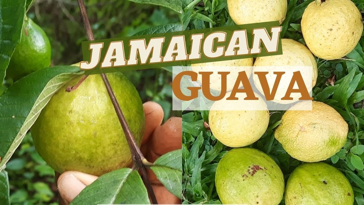 Jambu jamaika manfaat