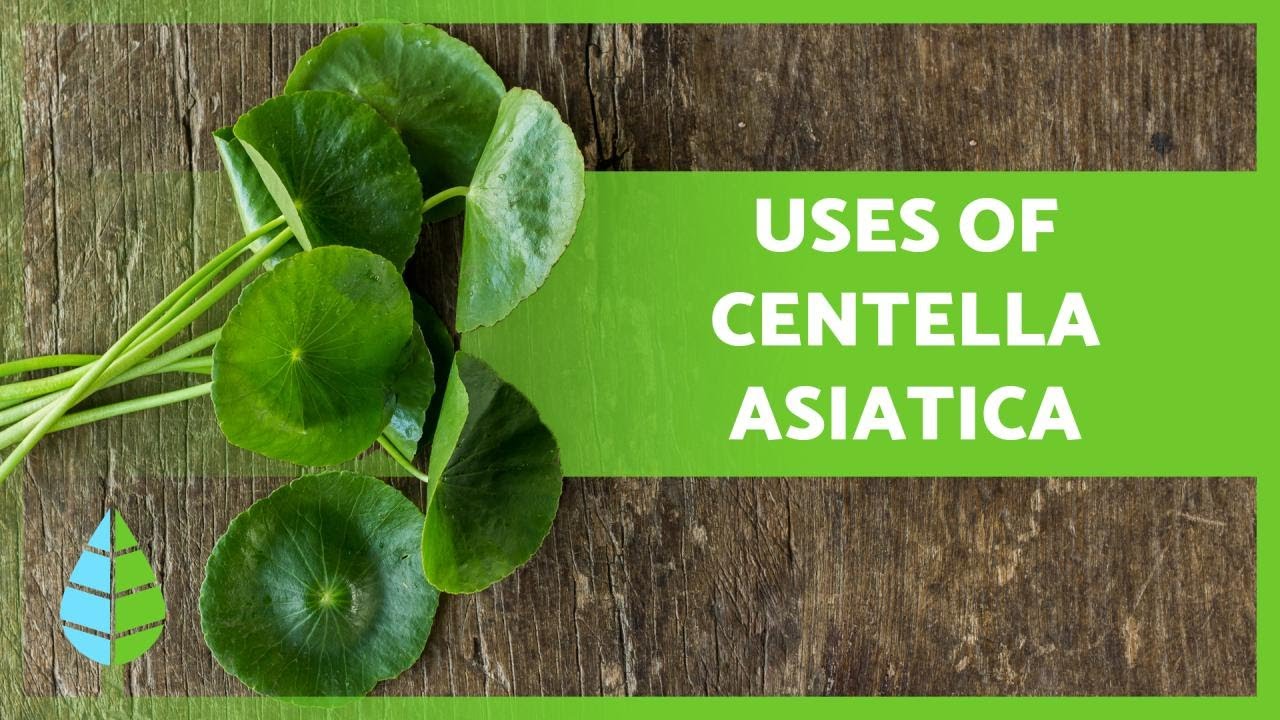 Centella asiatica uses medicinal apiaceae subtropical areas healthtian