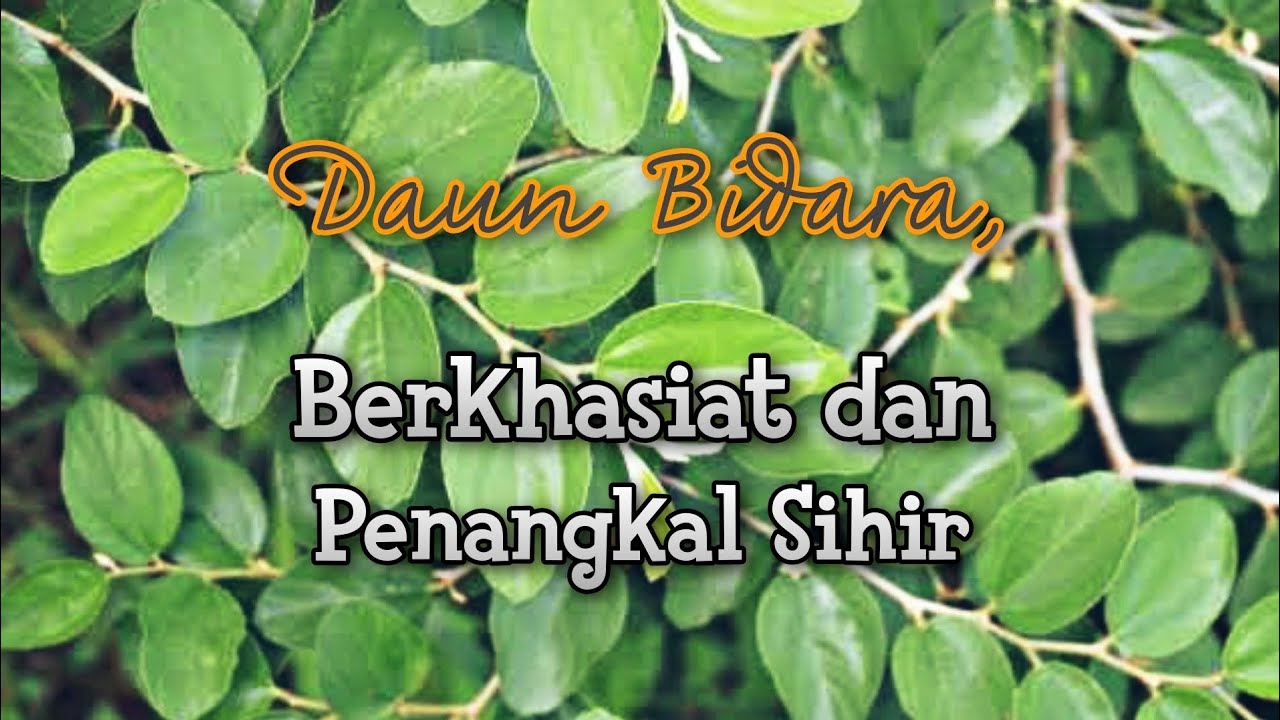 Bidara leaves