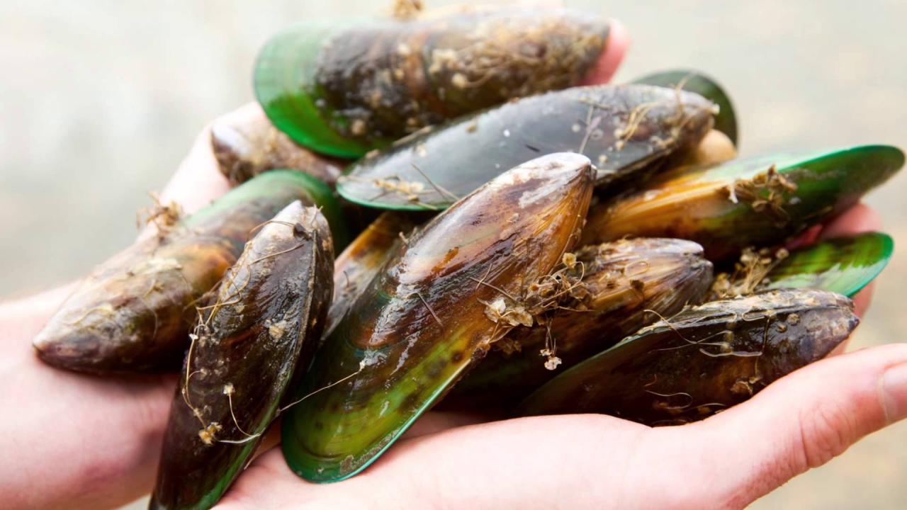 Green mussels lipped benefits getty