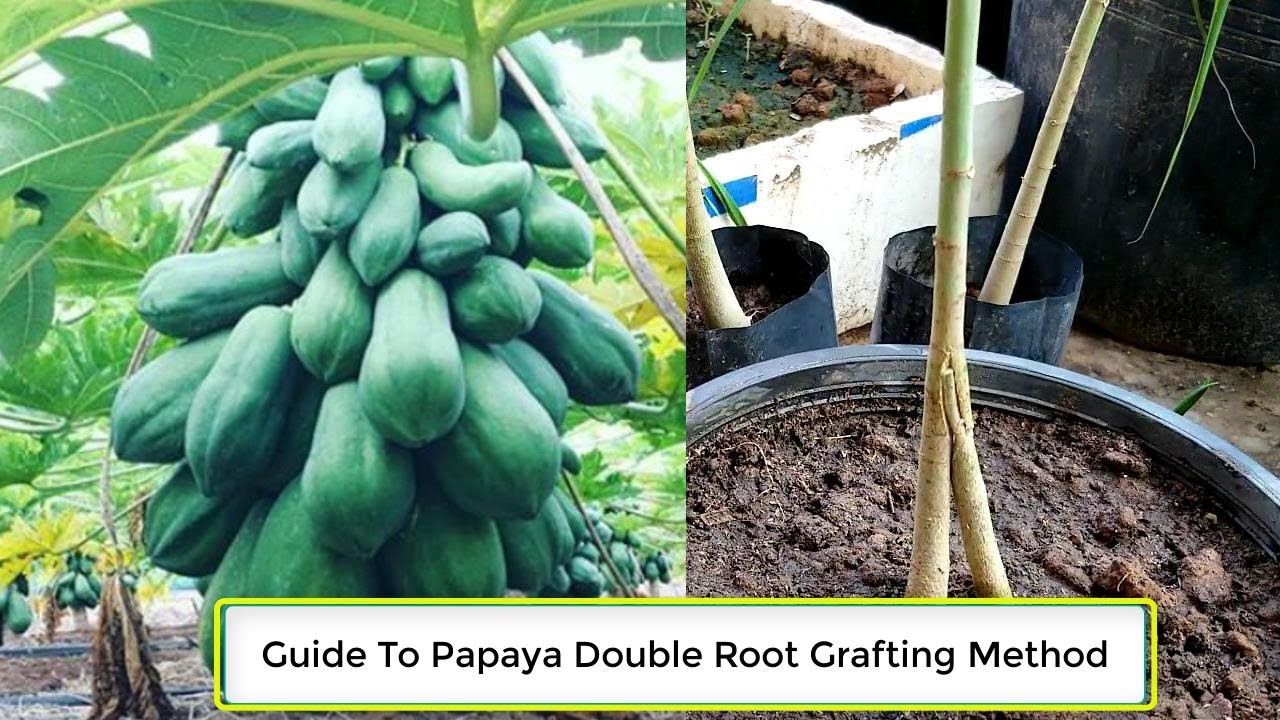 Root knot nematodes nematode papaya roots plant plants healthy meloidogyne symptoms cowpea spp pests carica javanica peppers crops biovision infonet