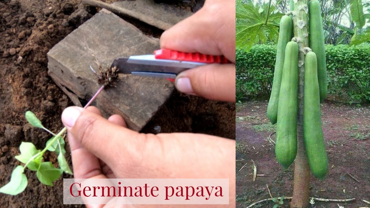 Formation root papaya induce shoots aaa kb