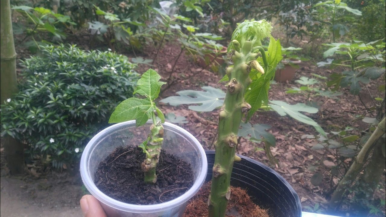 Papaya roots topple