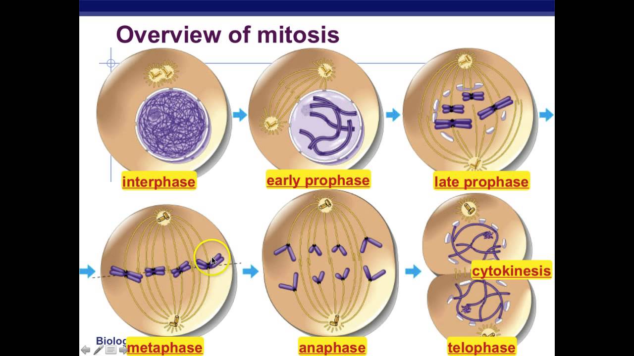 Cycle mitosis phases labeled division cells gcse する ボード 選択 gaga