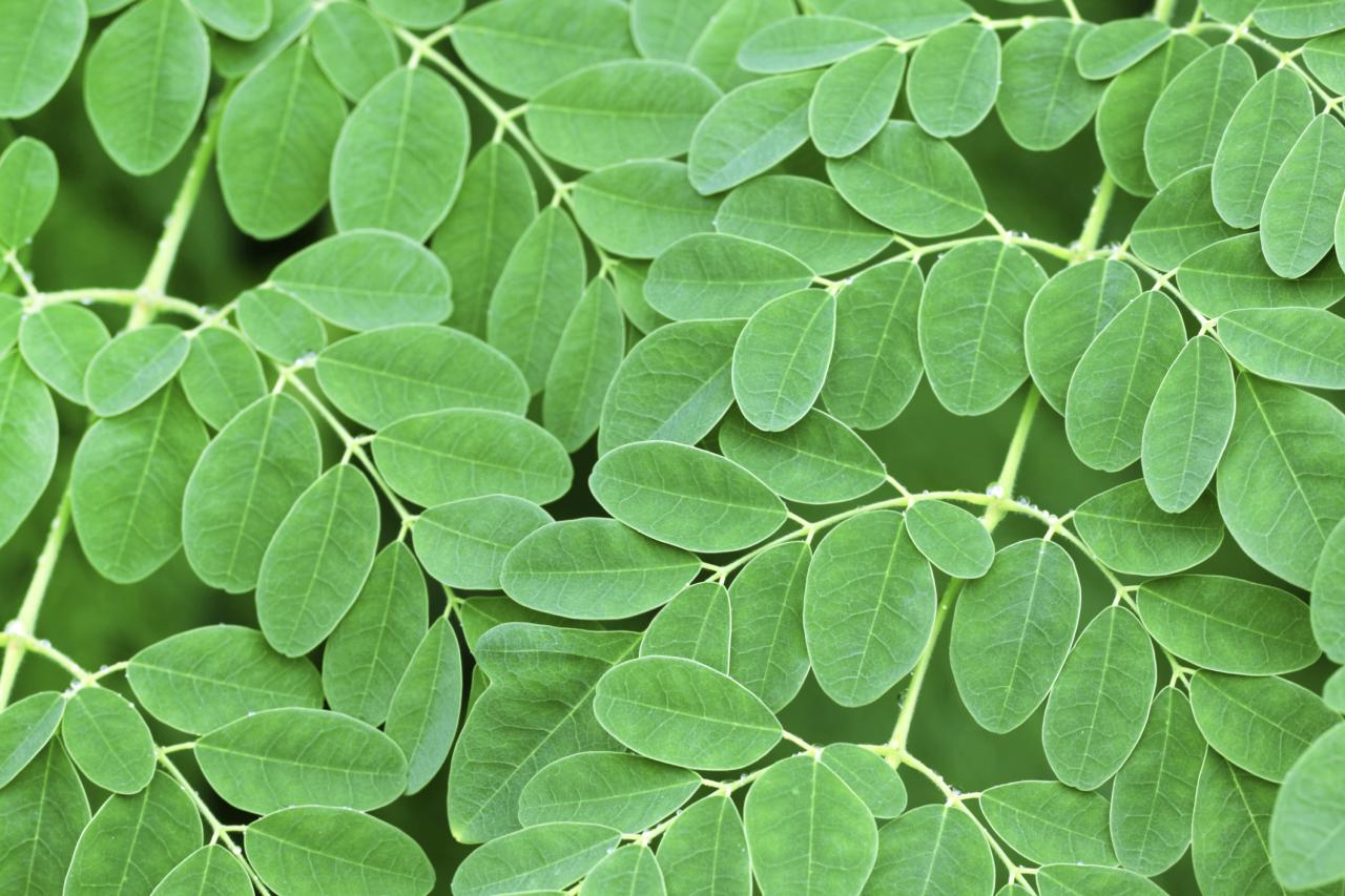 Moringa consume plant uses benefits beauty health effects medical side everyday ways easy leaf dose getting daily
