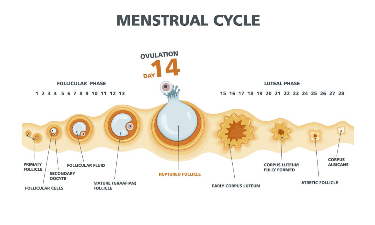 Bleeding implantation does look pregnancy period spotting early menstrual pregnant when occur long last symptoms signs twins tips pads napkin