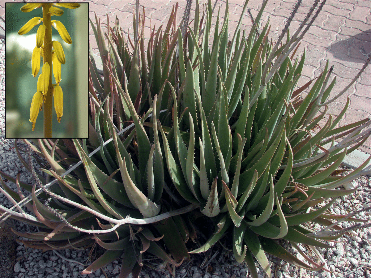 Aloe species vera aloes succulents gardenloversclub plantinfo perennials soil medicinal