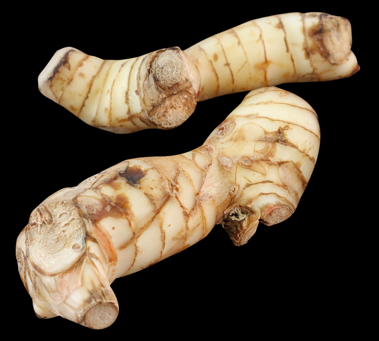Galangal root plant produce specialtyproduce