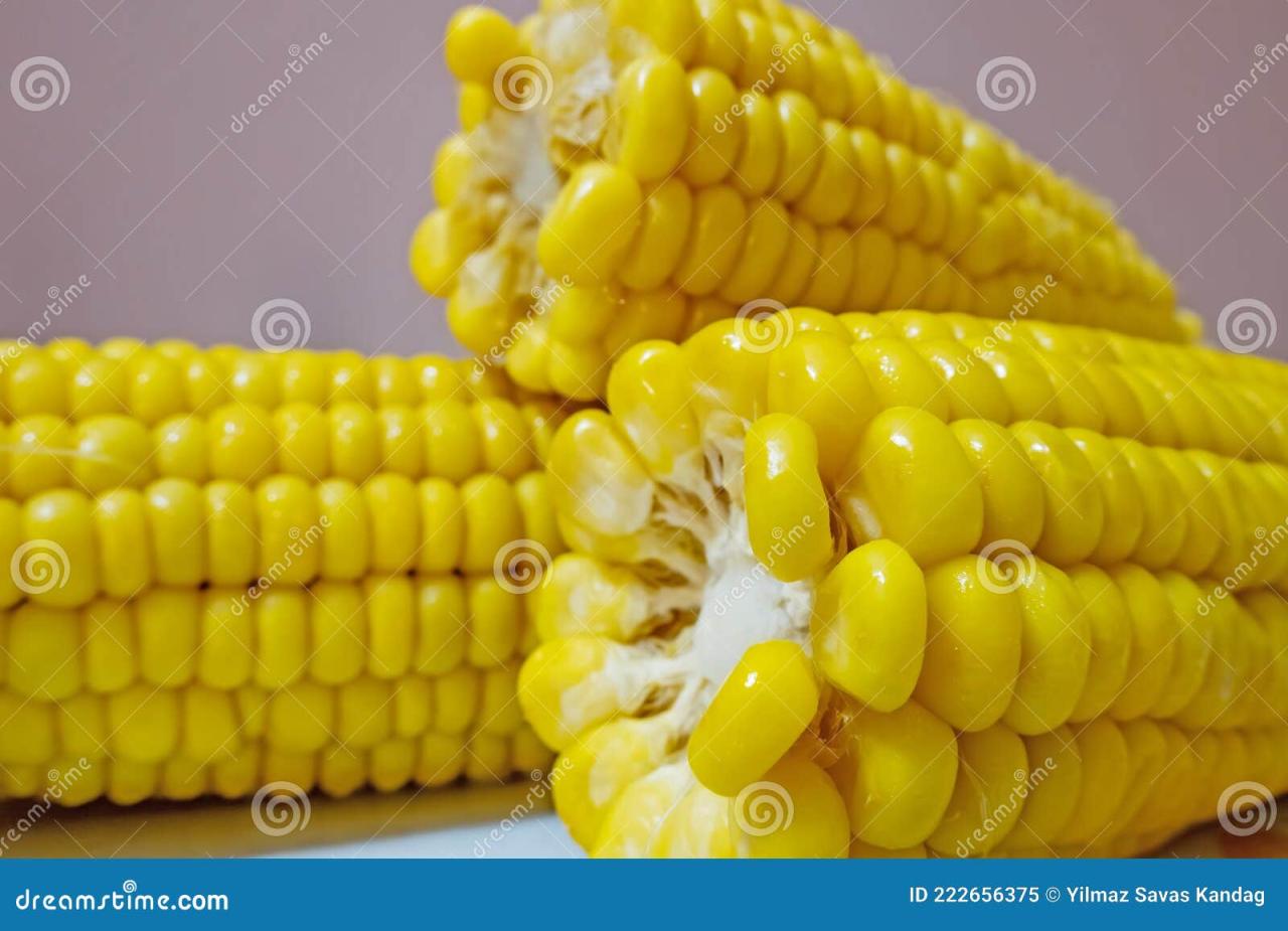 Corn pregnant