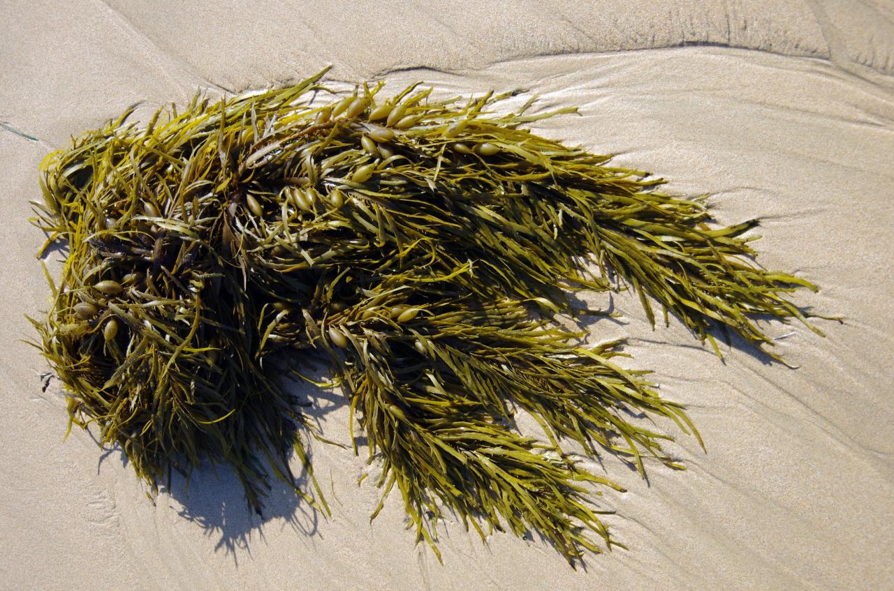 Seaweed food europe flavored rise nogarlicnoonions increased between