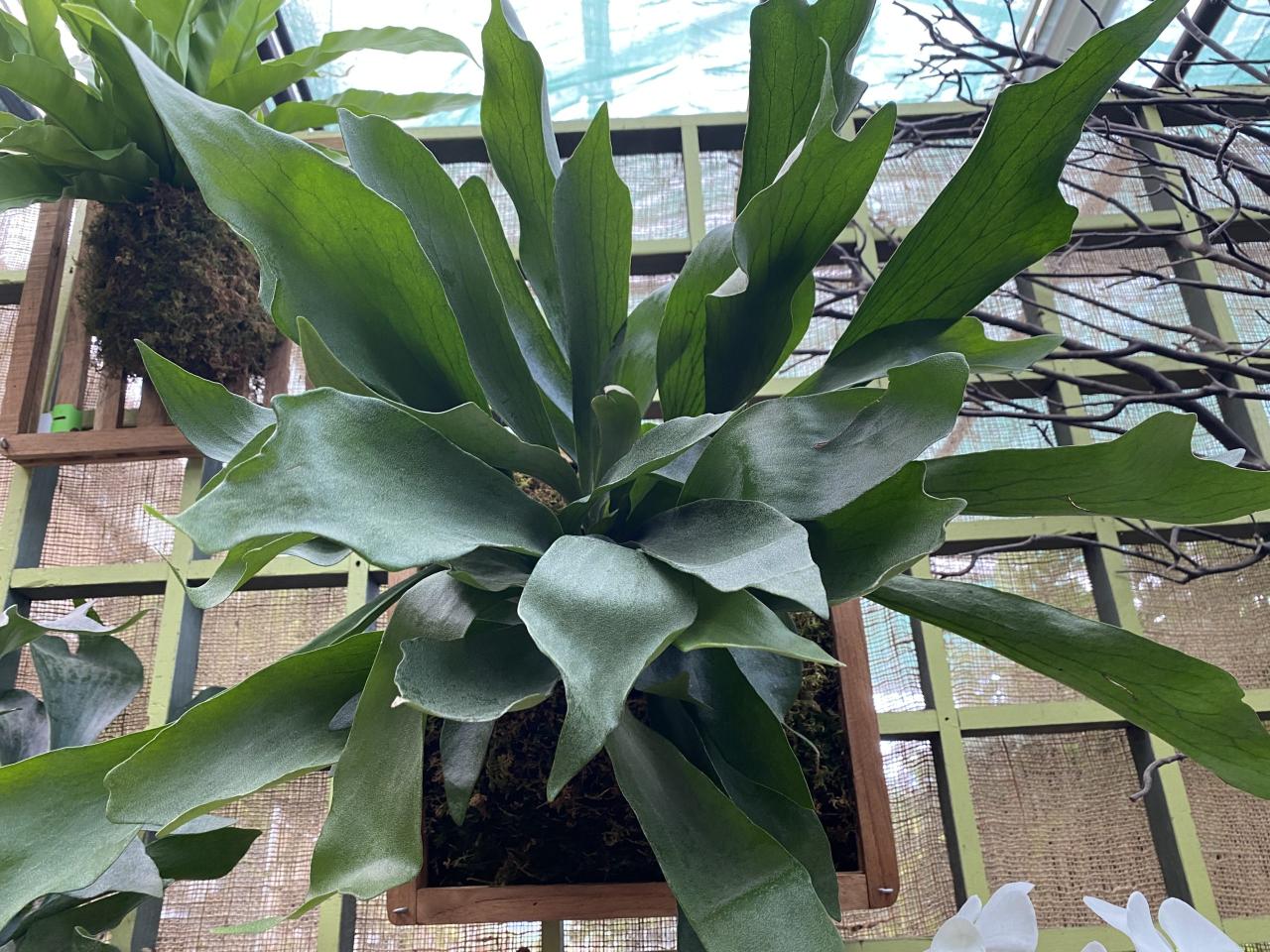 Fern staghorn ferns care tree hanging basket grow shade vegetated grows