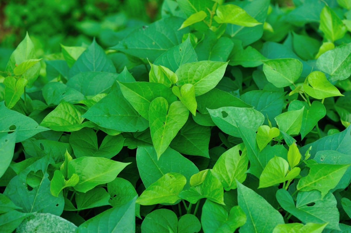 Leaves nutritional tops medicinal sweetpotato qualities